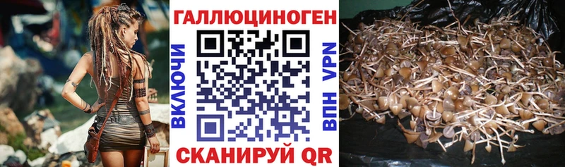 Псилоцибиновые грибы GOLDEN TEACHER  Железноводск 